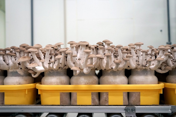modern day mushroom cultivation in bottles