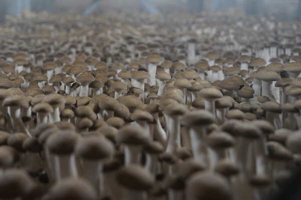 Modern day mushroom cultivation techniques to increase yields
