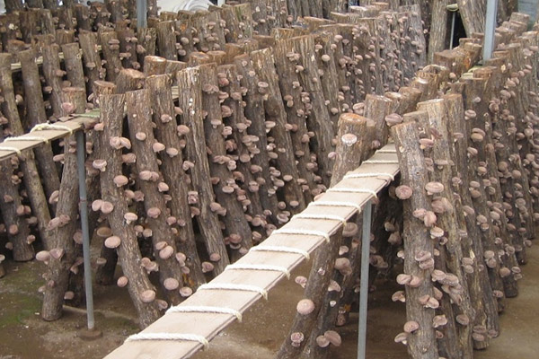 Traditional inoculated wood method for growing mushrooms in Japan